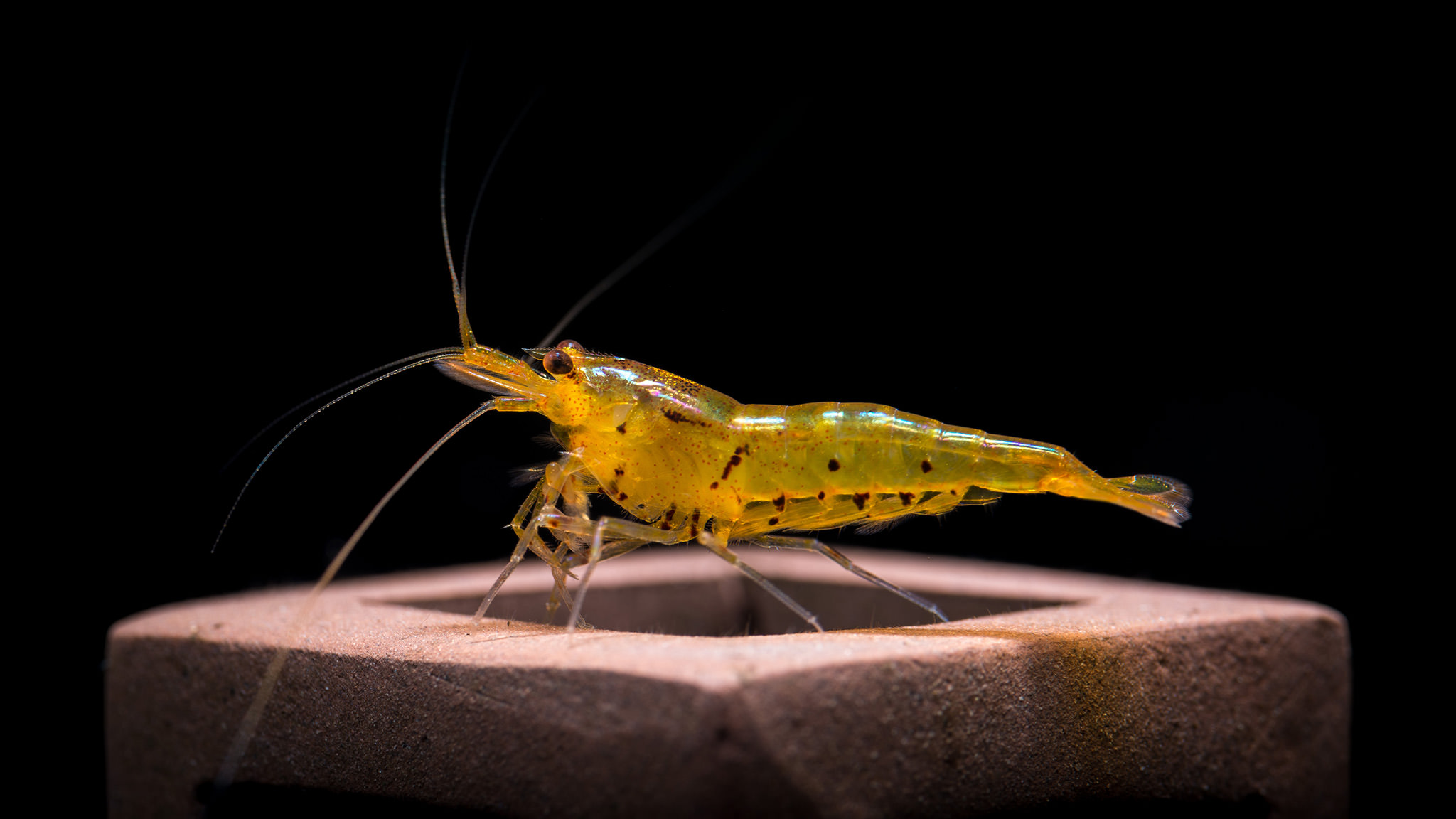 Caridina Tankında Aktif Toprağın Ömrünü Uzatmak