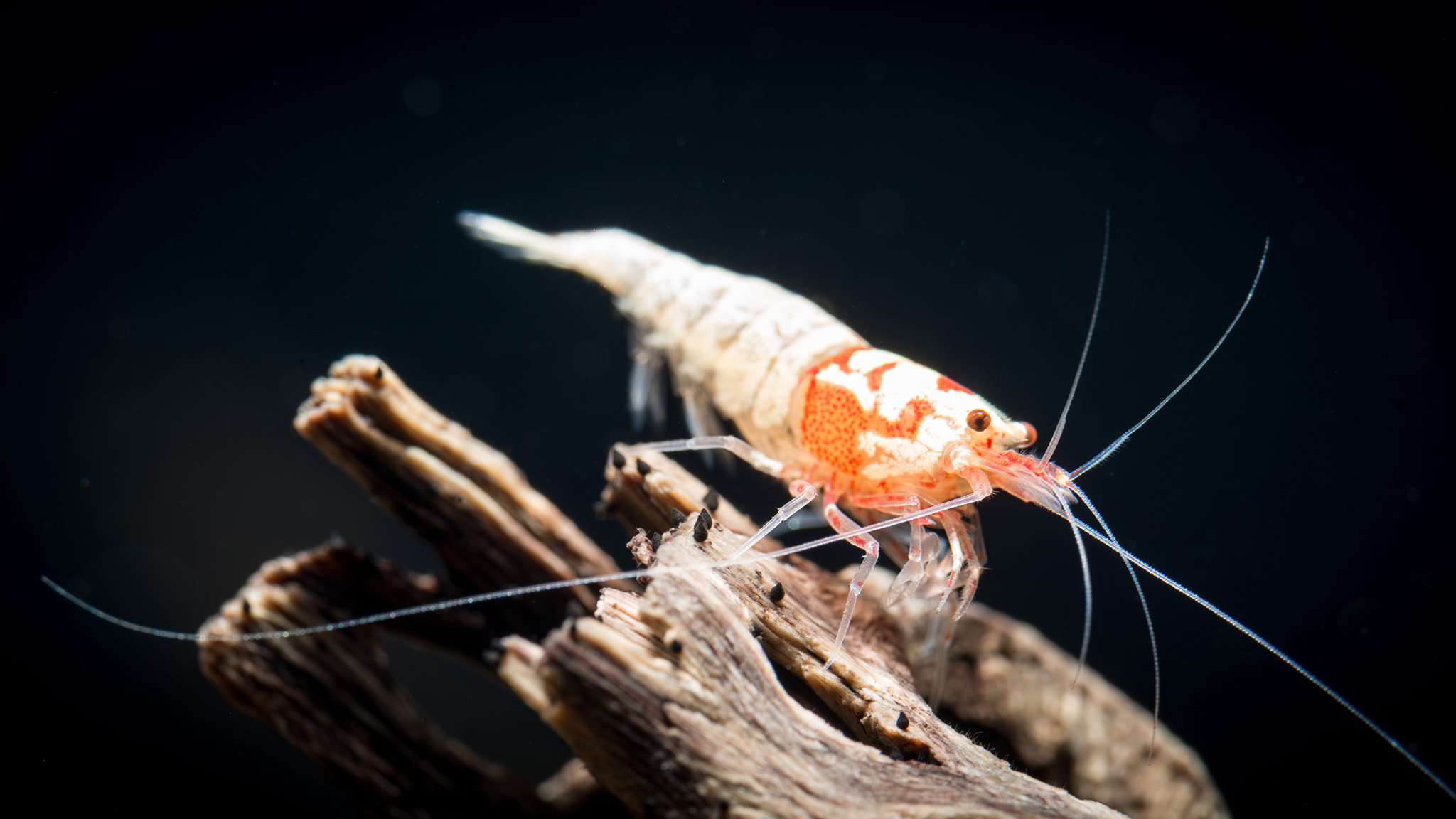 Caridina Karides Tanklarında Su Değişimi ve Pipo Filtre Temizliği Rehberi