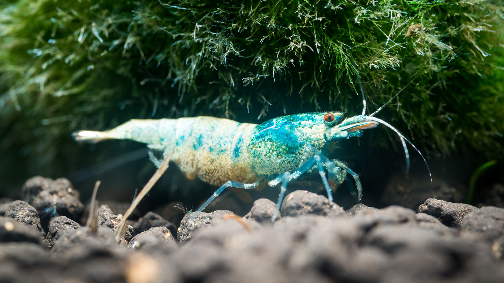 Caridina Karidesleri İçin Osmos Su Sistemi Rehberi