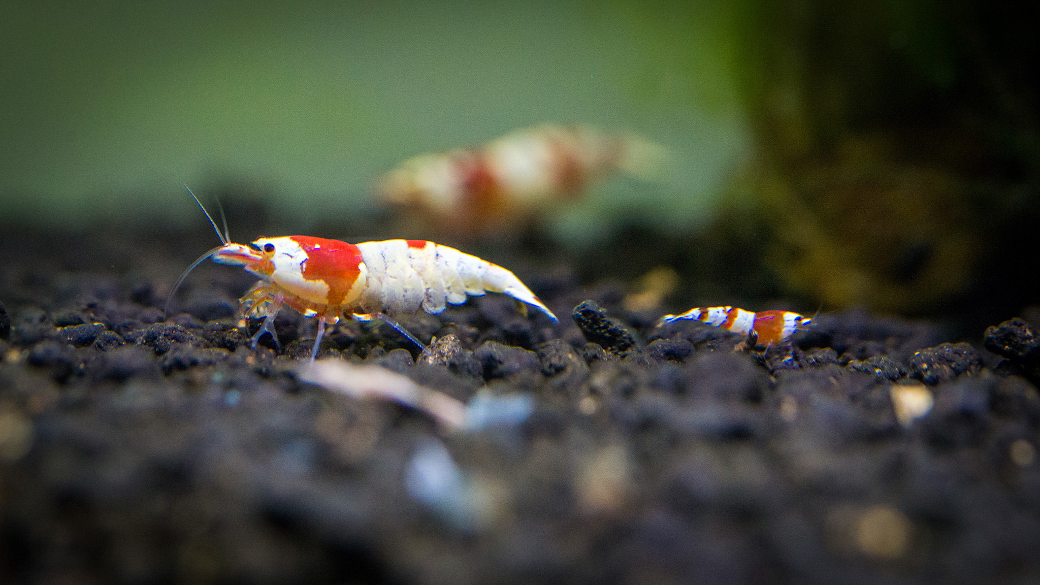Neocaridina Akvaryum Rehberi