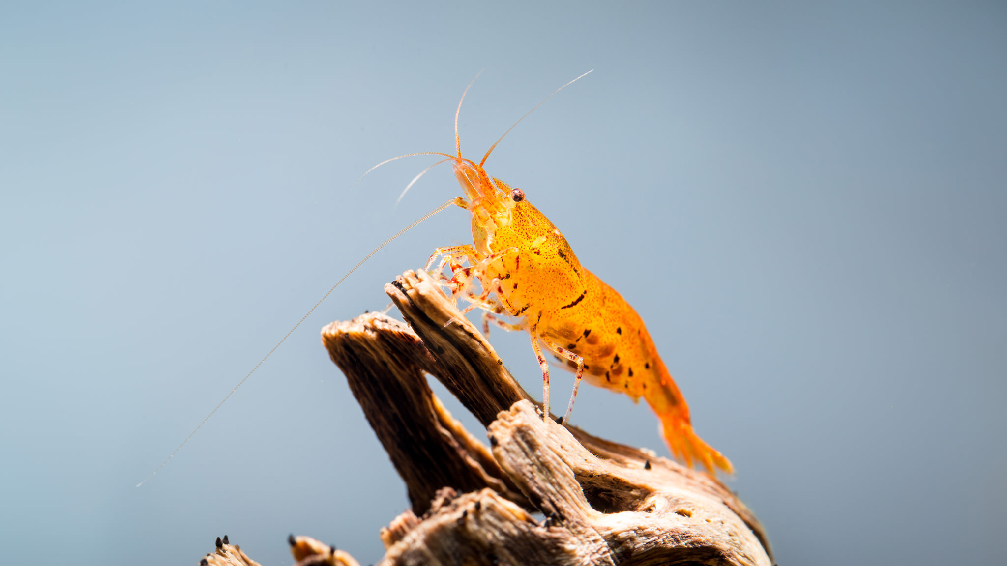 Caridina Karidesleri İçin Detaylı Beslenme Rehberi