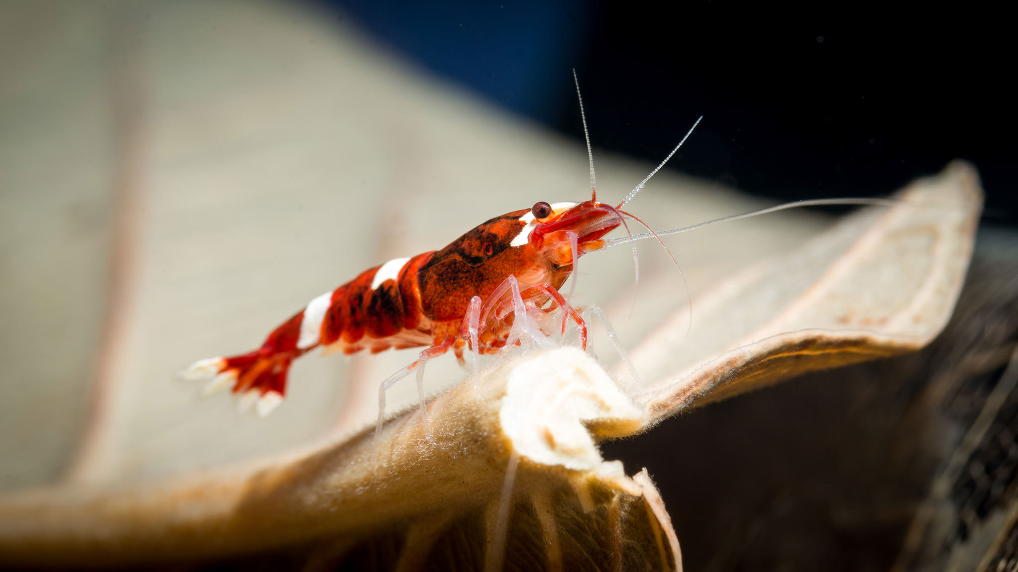 Caridina Tankında İleri Seviye Püf Noktalar